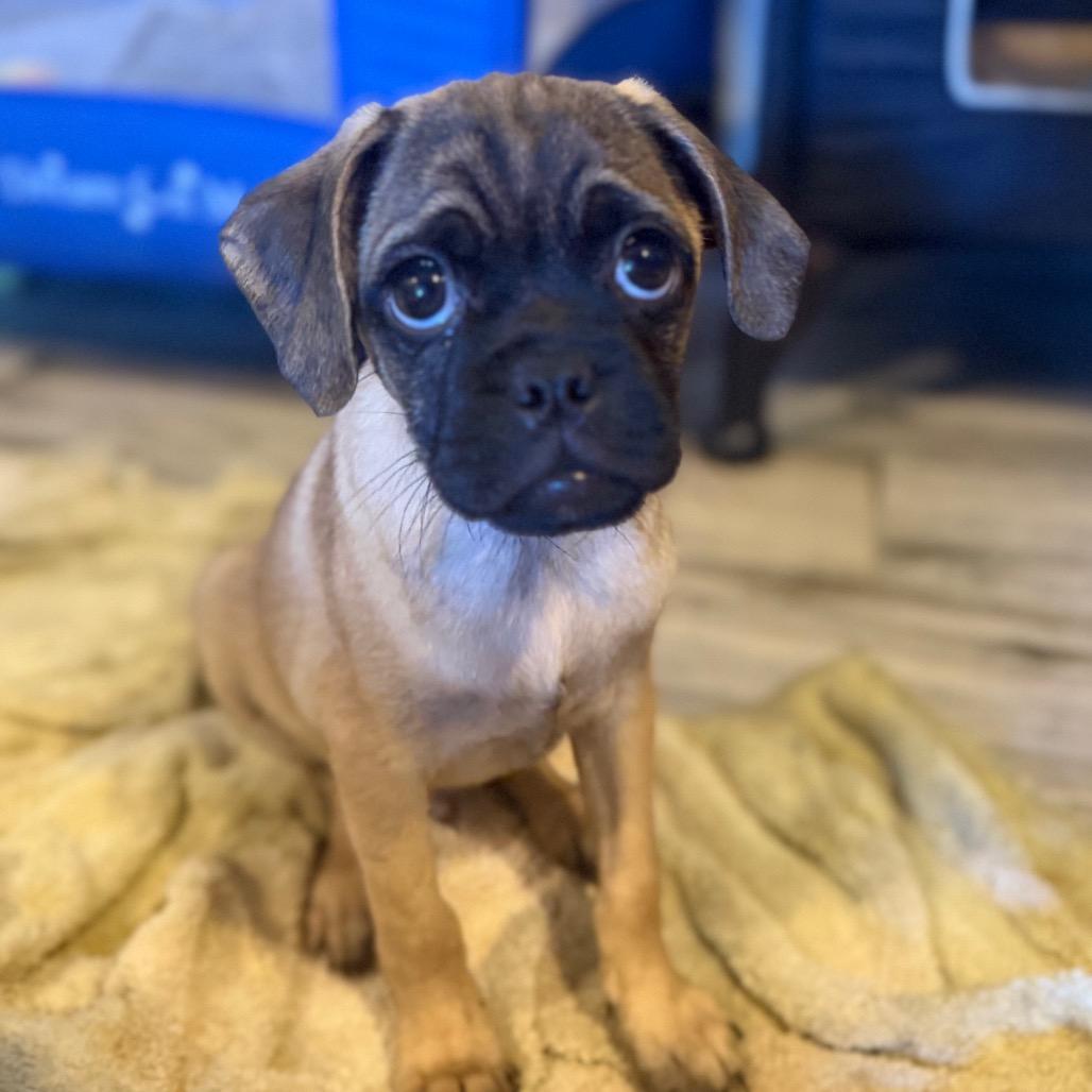 Dusty, Adoptable, Puppy Male Pug & Mixed Breed.