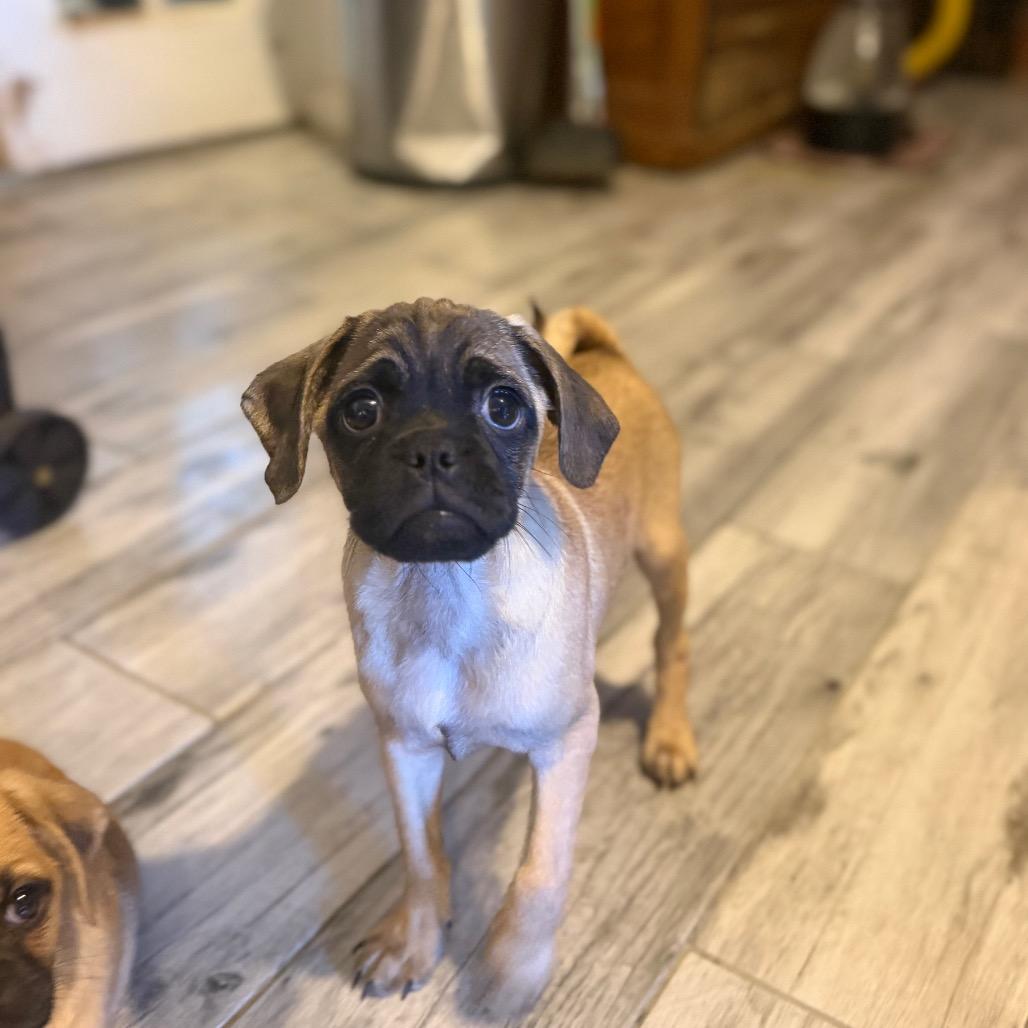 Enlarge Dusty, a Adoptable mixed breed in Phoenix, AZ image 2/4