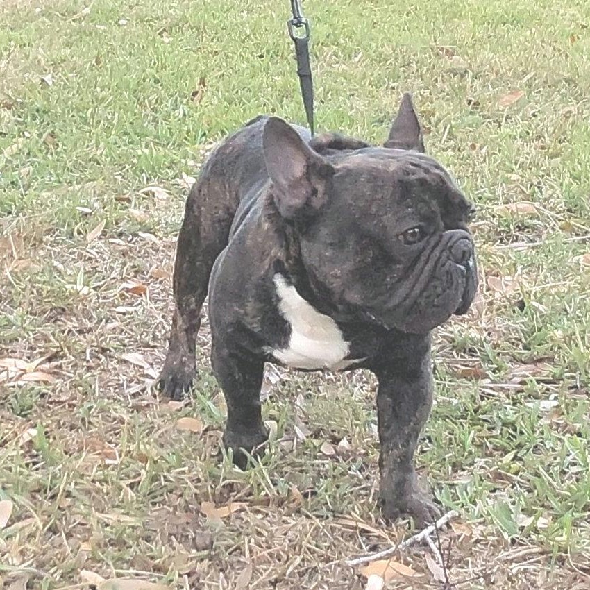 Enlarge Matisse, an adopted French Bulldog in Bradenton, FL image 3/6