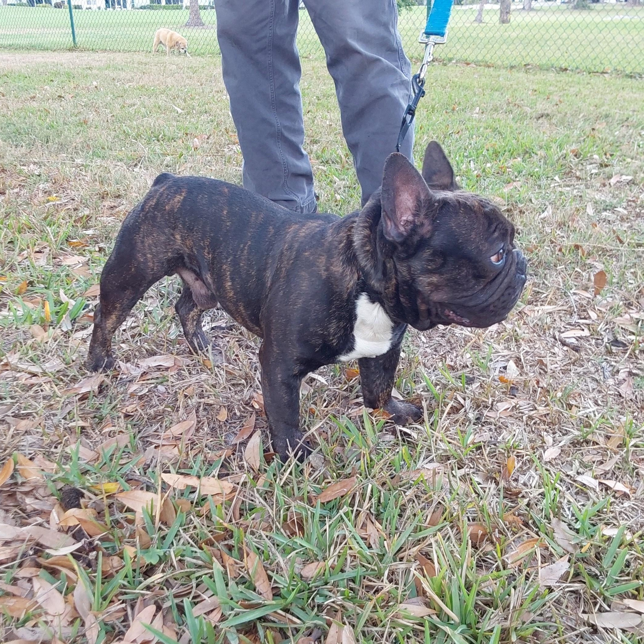Enlarge Matisse, an adopted French Bulldog in Bradenton, FL image 6/6