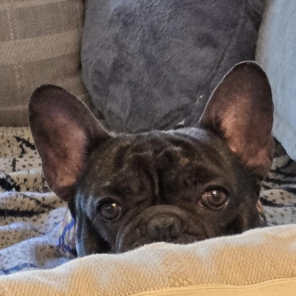 Matisse, a ADOPTABLE French Bulldog in Bradenton, FL image 2/2