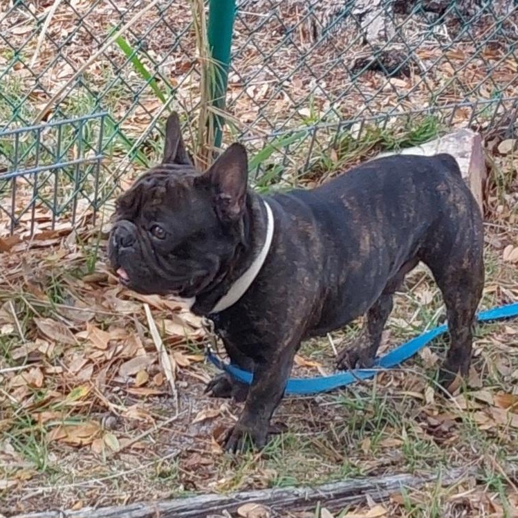 Enlarge Matisse, an adopted French Bulldog in Bradenton, FL image 5/6