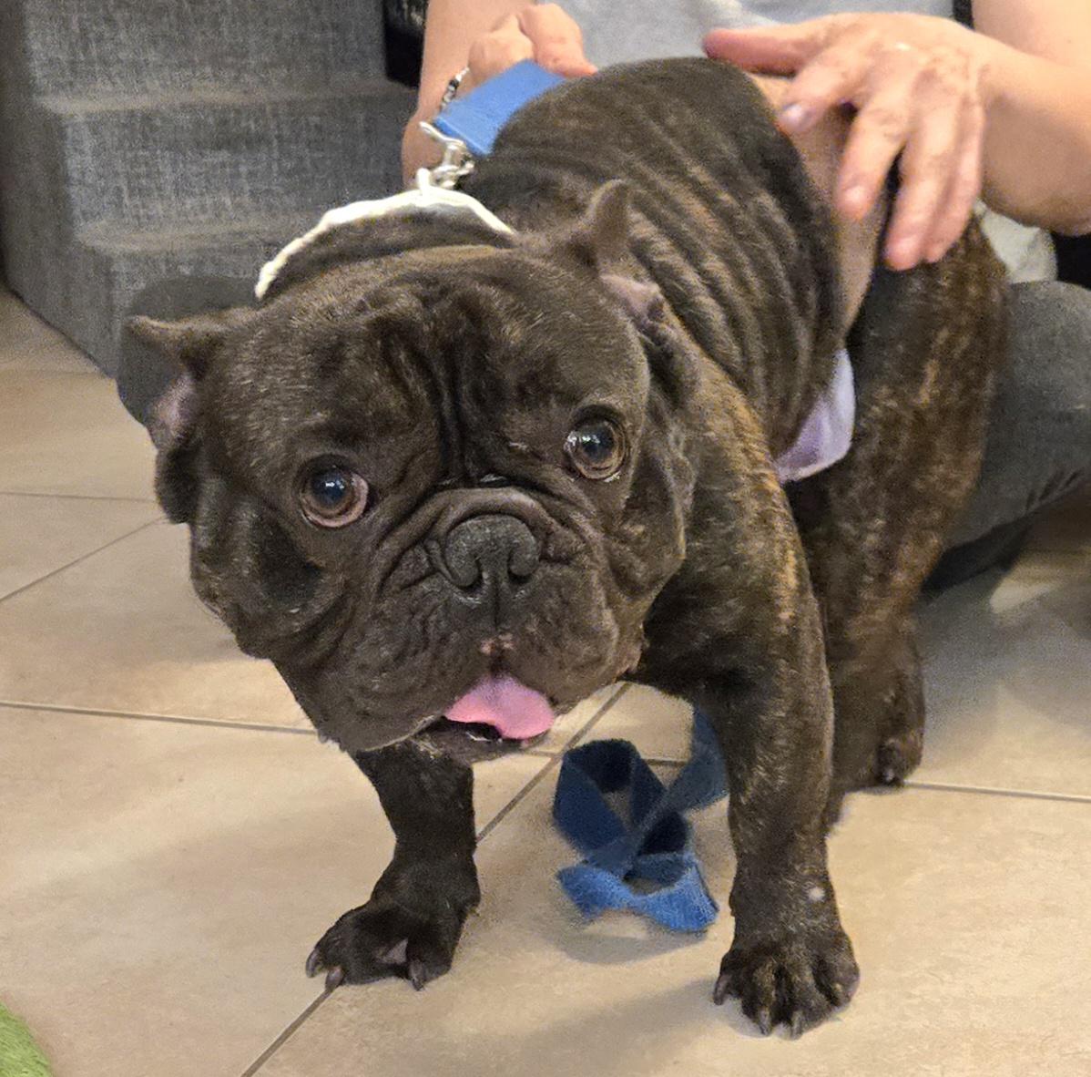 Matisse, a ADOPTABLE French Bulldog in Bradenton, FL image 1/2