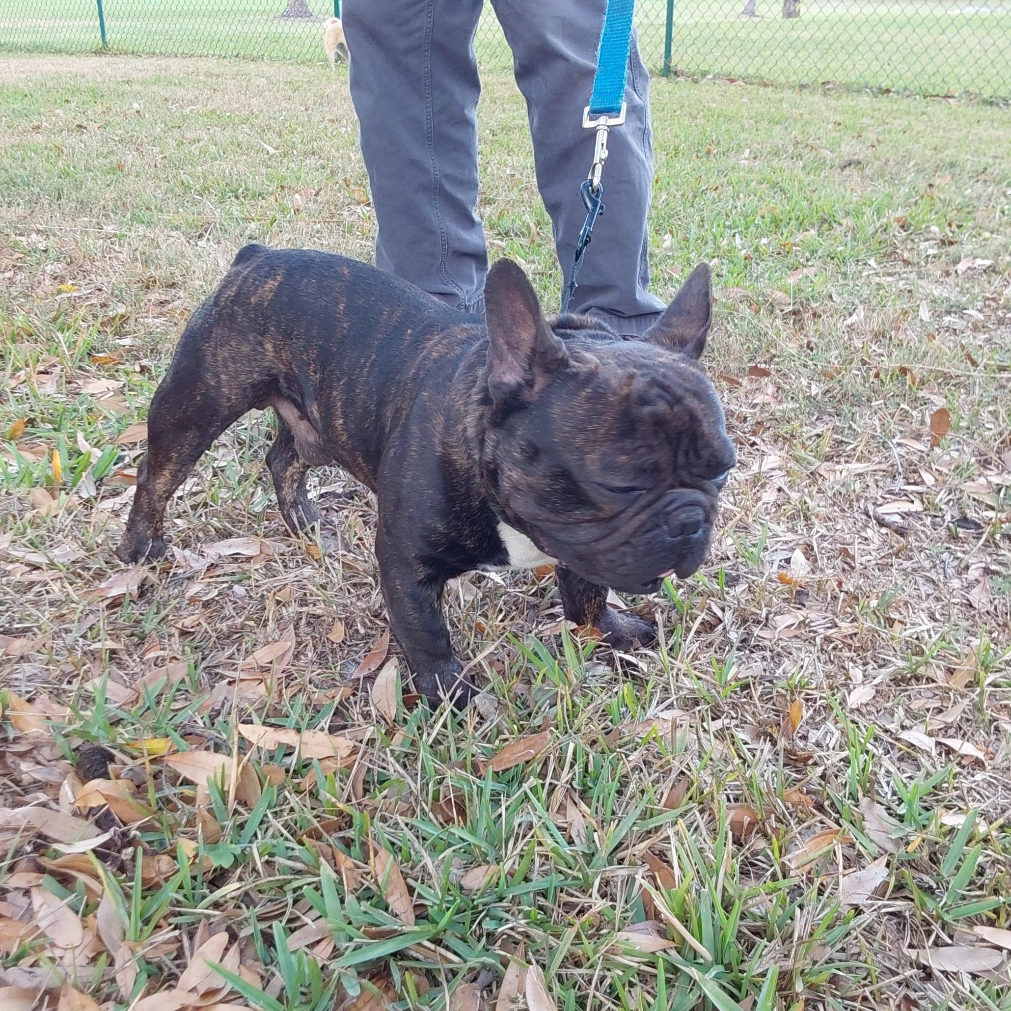 Enlarge Matisse, an adopted French Bulldog in Bradenton, FL image 4/6