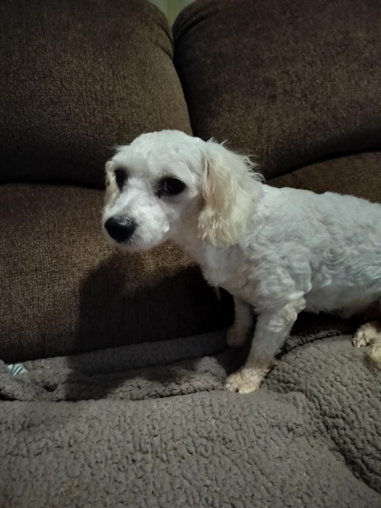 BETSY, Adopted, Adult Female Poodle.