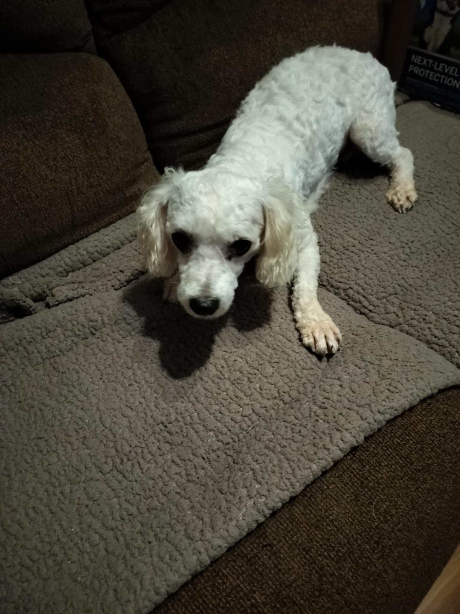 Enlarge BETSY, a Adopted Poodle in Harlem, GA image 3/6