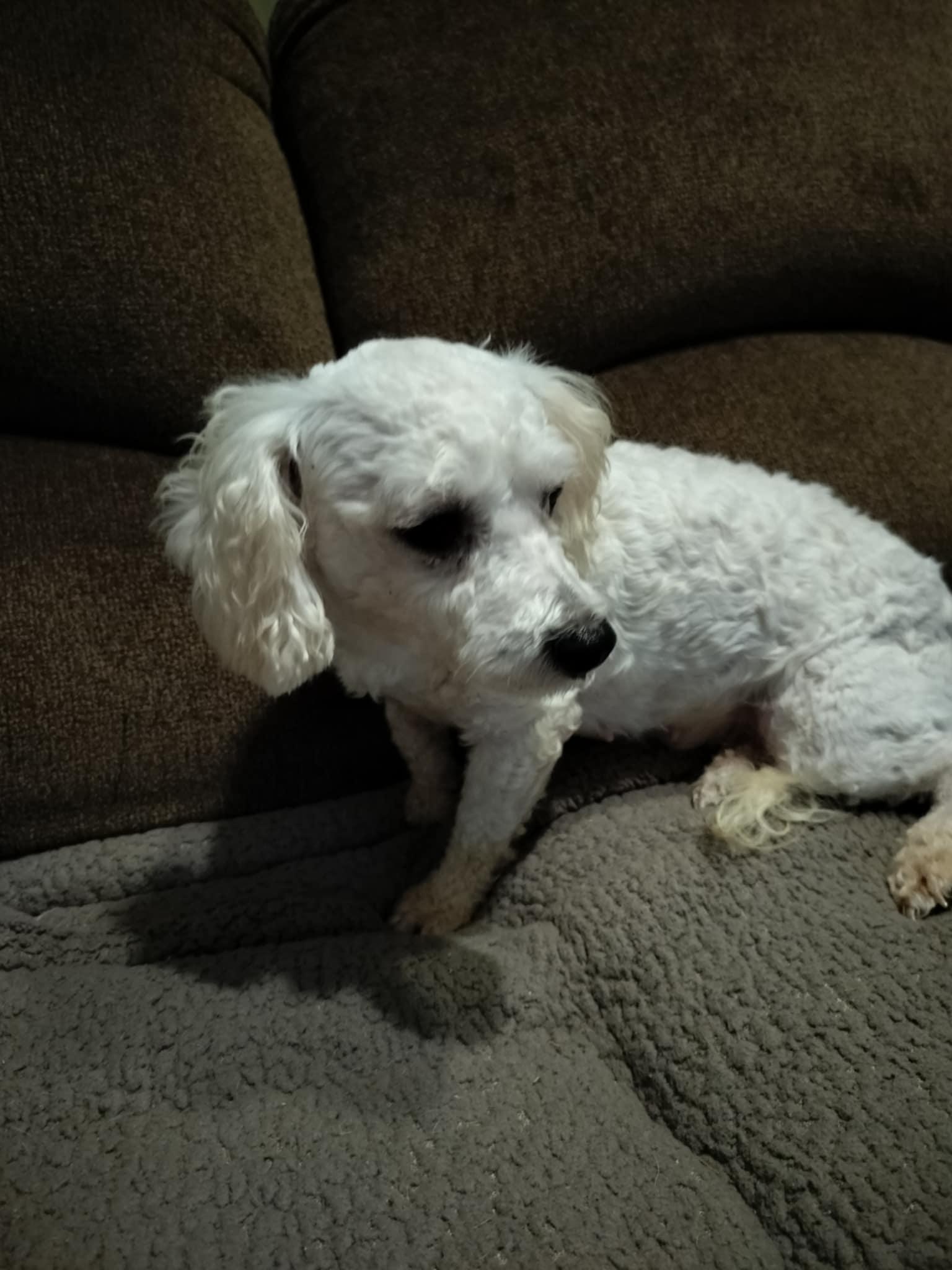 Enlarge BETSY, a Adopted Poodle in Harlem, GA image 2/6