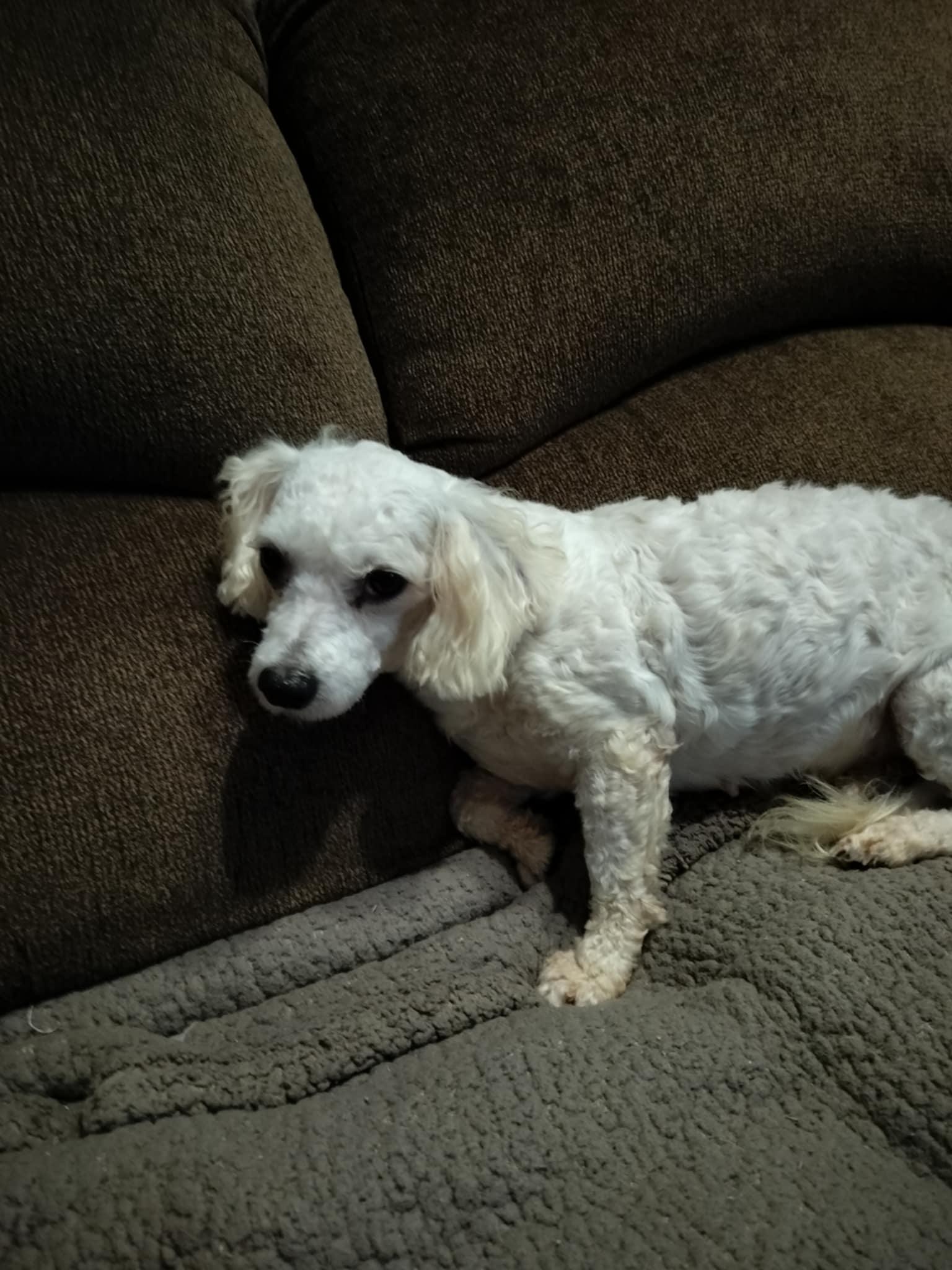Enlarge BETSY, a Adopted Poodle in Harlem, GA image 4/6