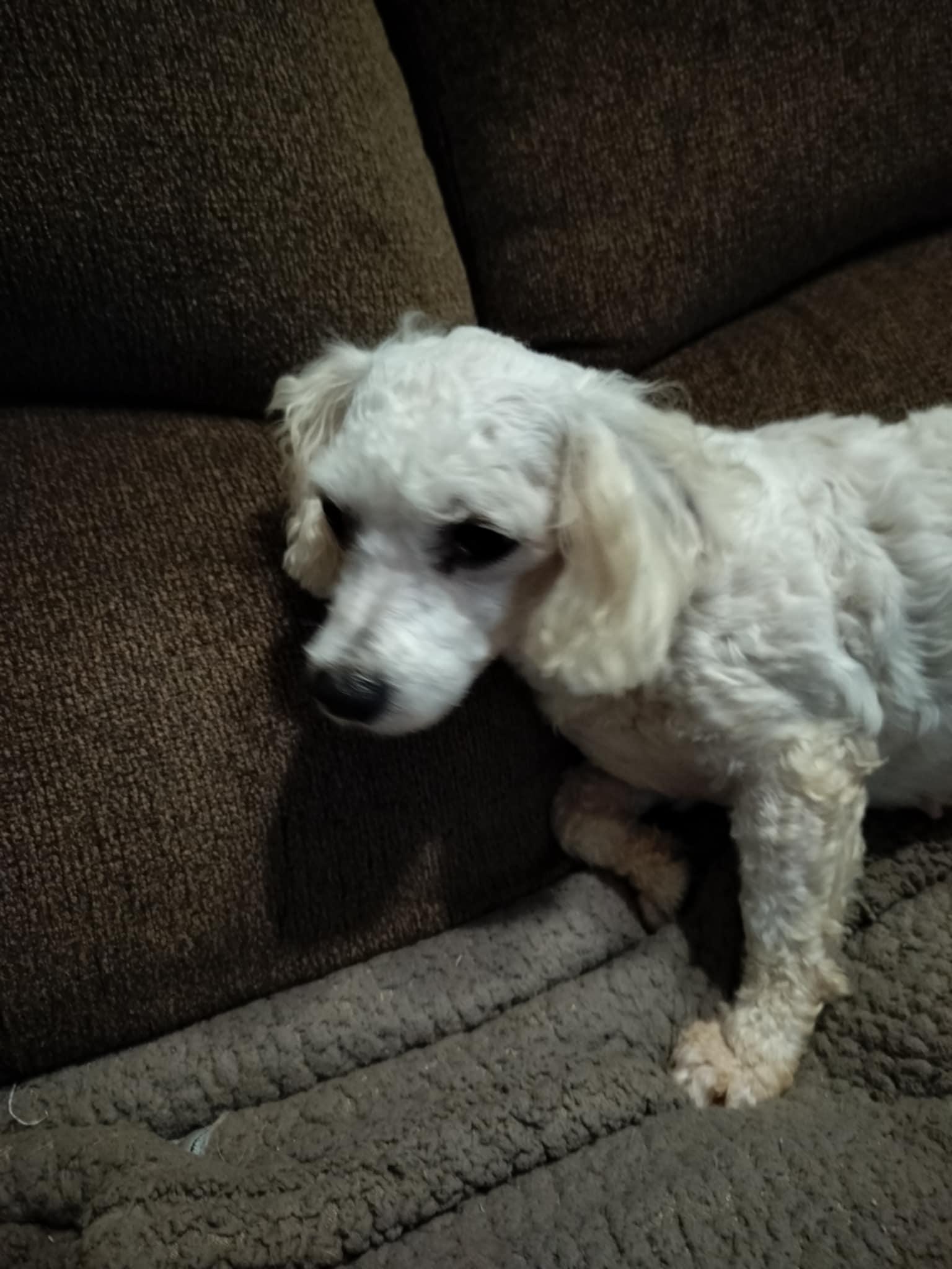 Enlarge BETSY, a Adopted Poodle in Harlem, GA image 5/6