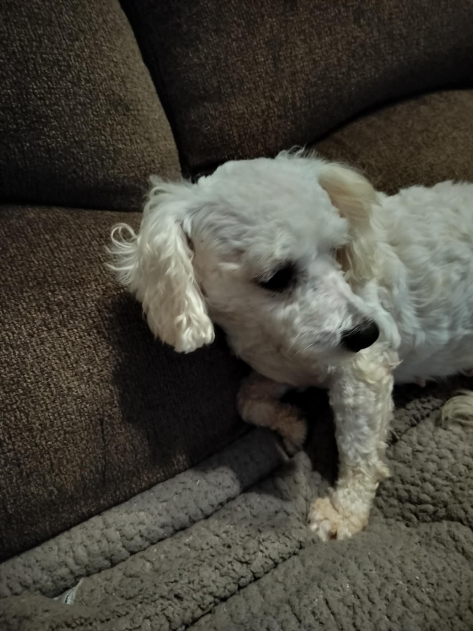 Enlarge BETSY, a Adopted Poodle in Harlem, GA image 6/6