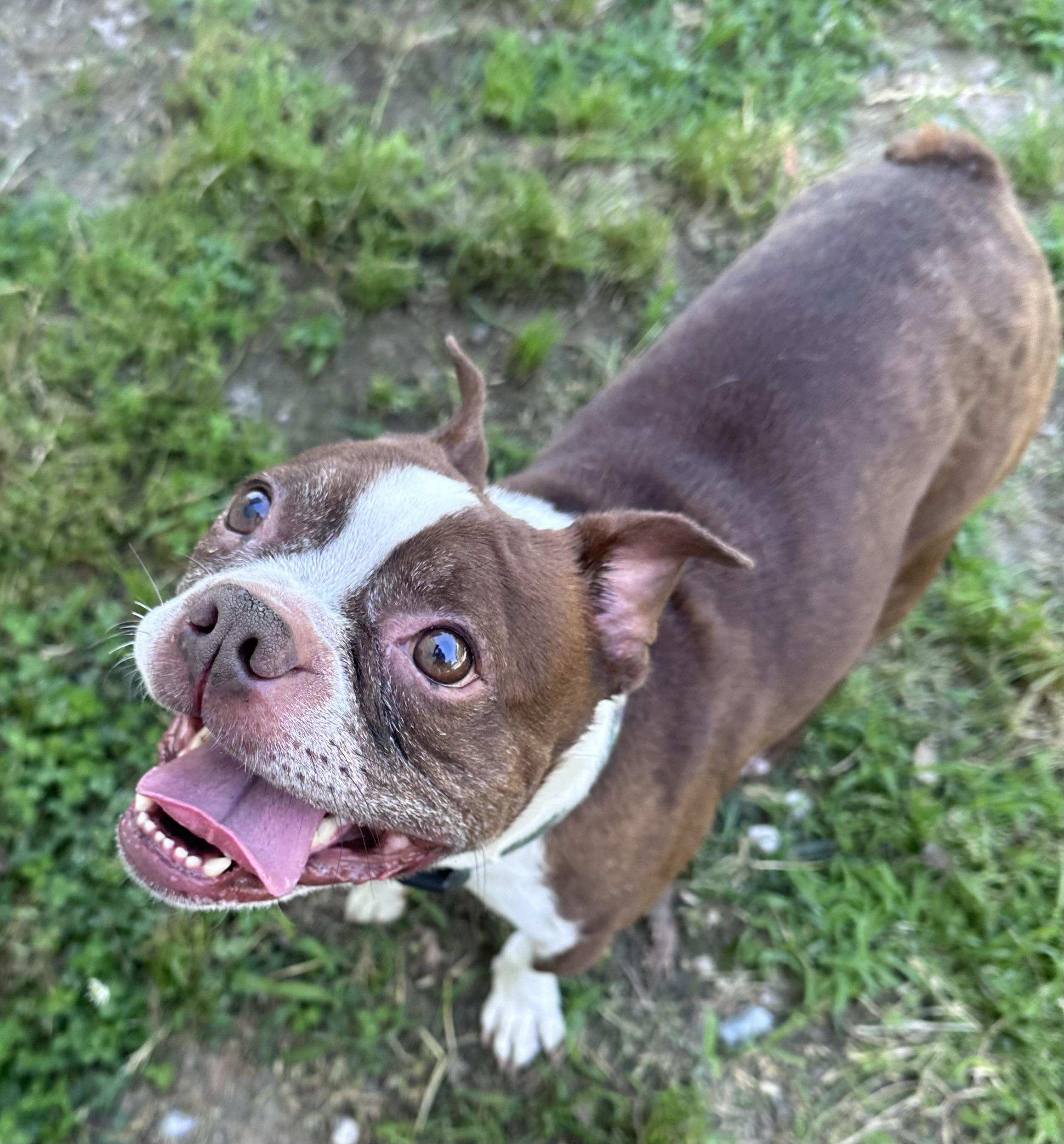 Duncan, a ADOPTABLE Boston Terrier in Gloucester, VA image 5/5