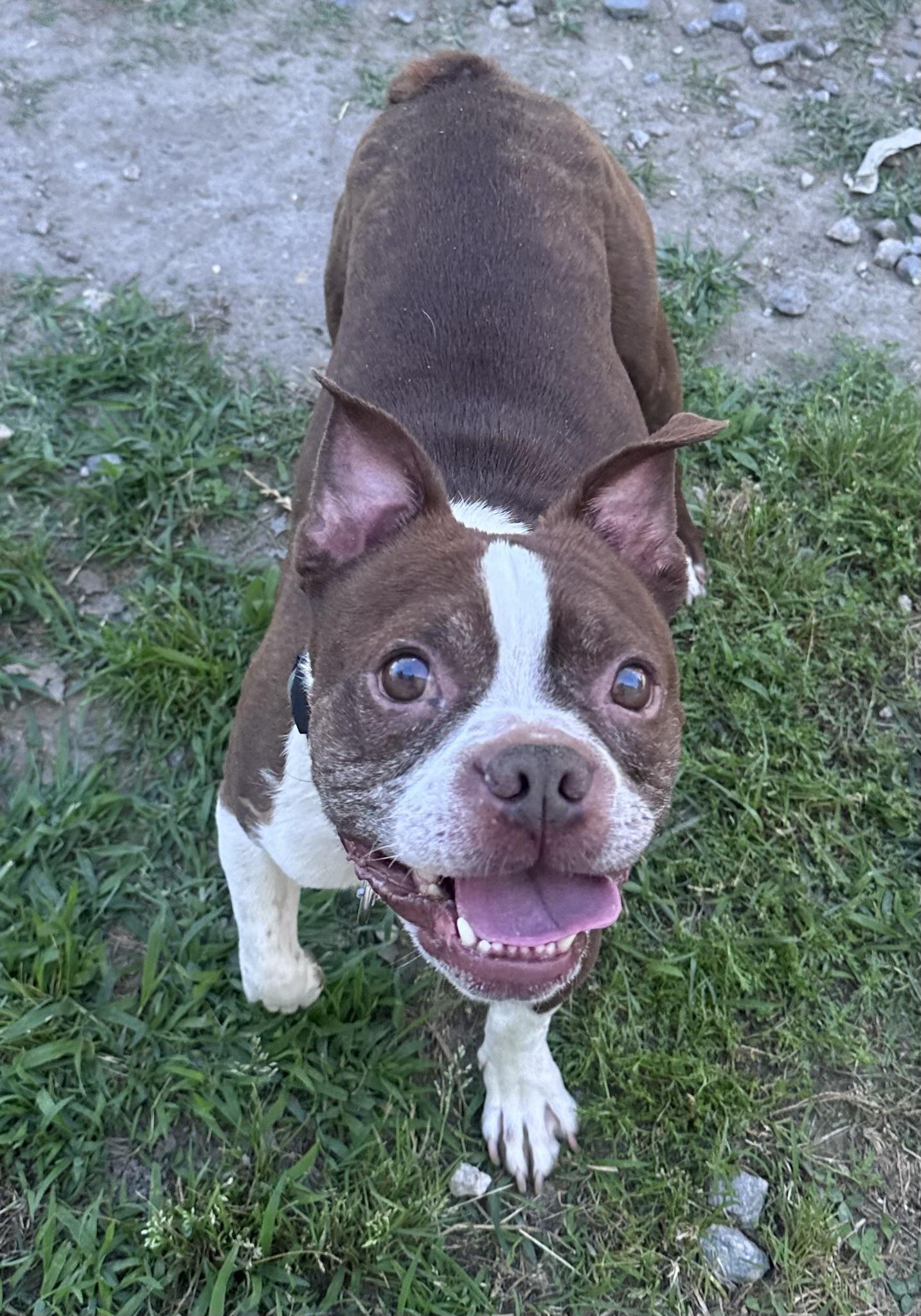Duncan, a ADOPTABLE Boston Terrier in Gloucester, VA image 4/5