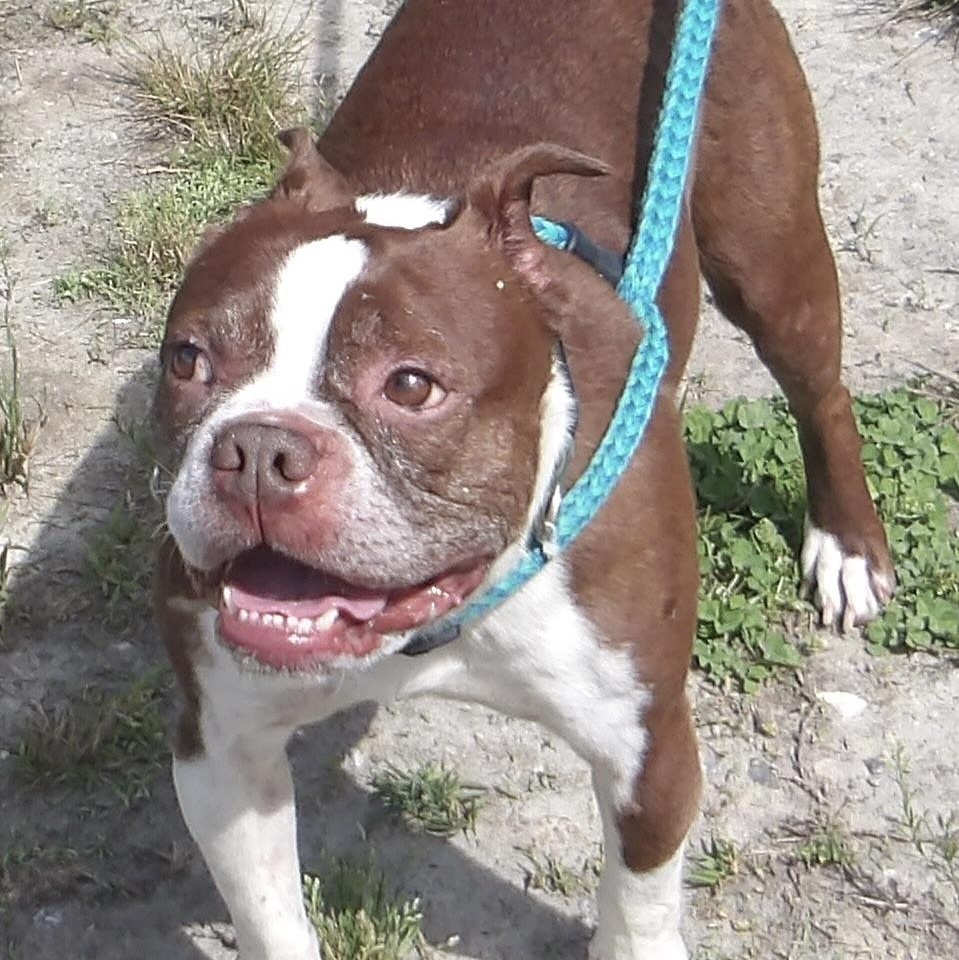 Duncan, a ADOPTABLE Boston Terrier in Gloucester, VA image 1/5