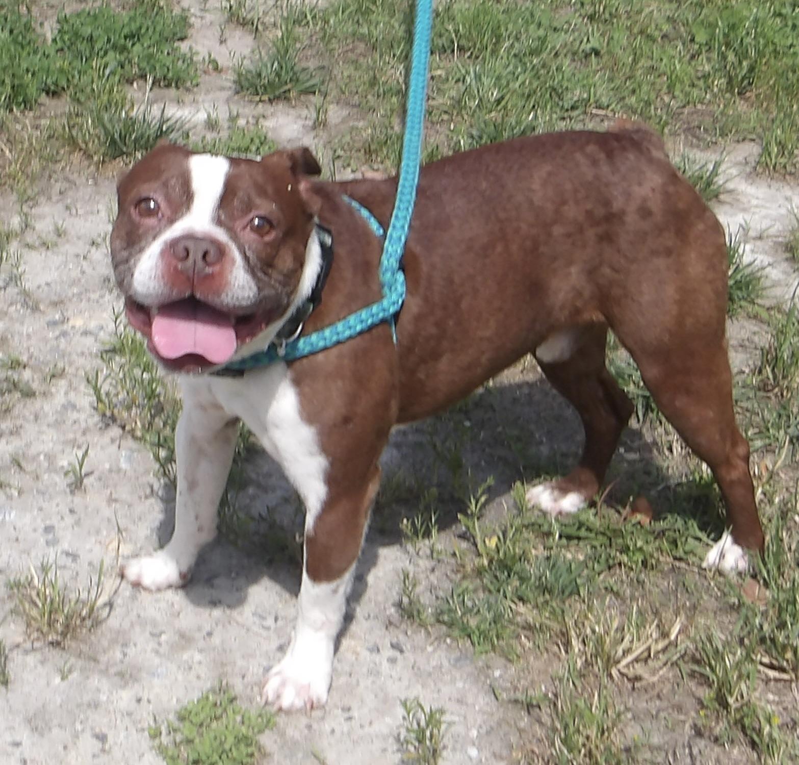 Duncan, a ADOPTABLE Boston Terrier in Gloucester, VA image 3/5