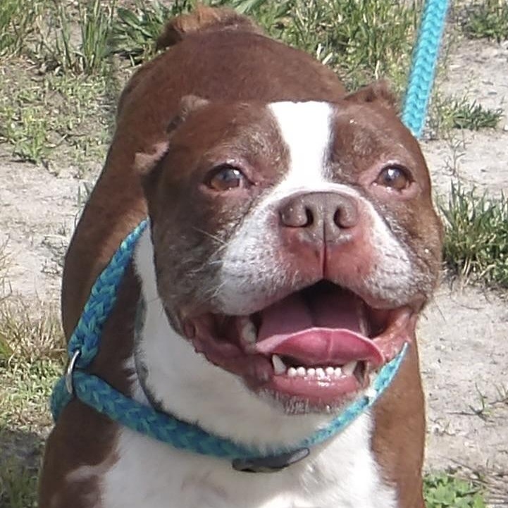 Duncan, a ADOPTABLE Boston Terrier in Gloucester, VA image 2/5