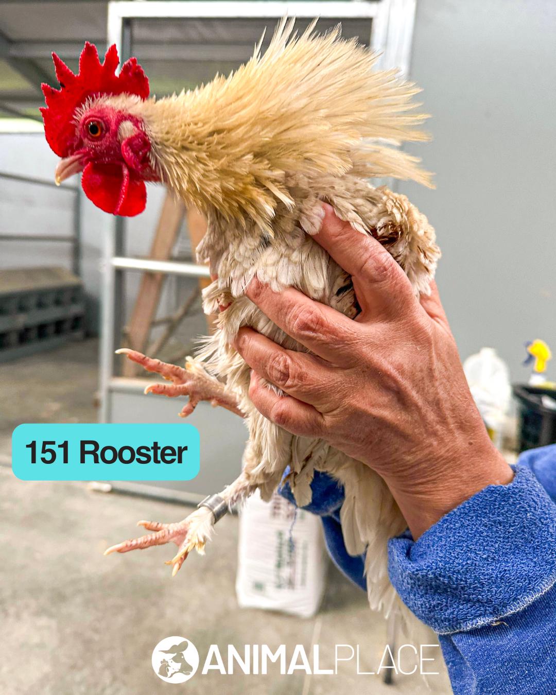 Isiah, Adoptable, Adult Male Chicken.