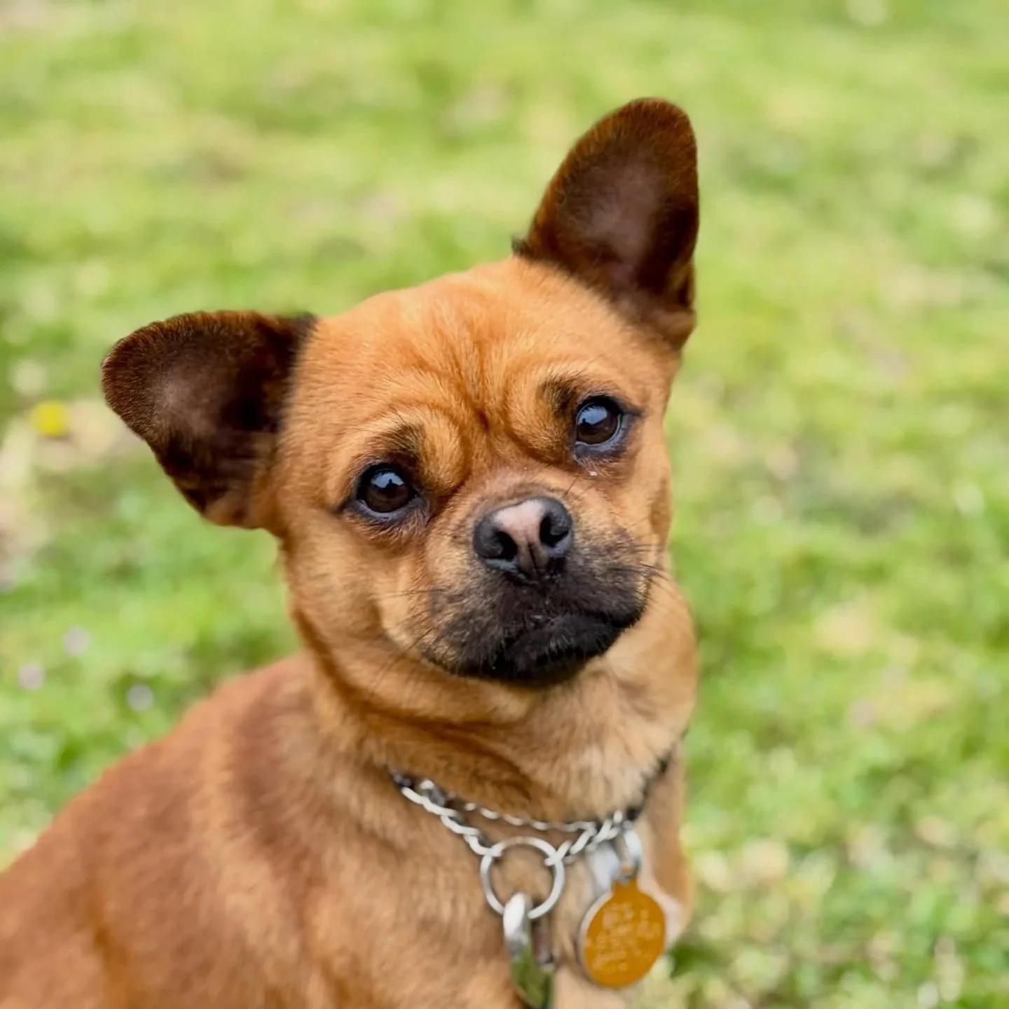 Enlarge MEL, a ADOPTABLE mixed breed in San Francisco, CA image 1/1