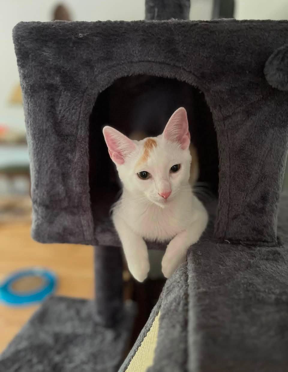 Enlarge Apricot and Mango, an adoptable Domestic Short Hair in Glendale, NY image 5/6