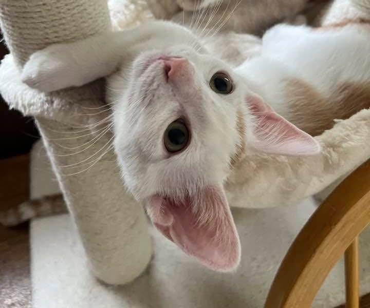 Enlarge Apricot and Mango, an adoptable Domestic Short Hair in Glendale, NY image 3/6