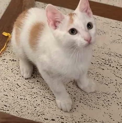 Enlarge Apricot and Mango, an adoptable Domestic Short Hair in Glendale, NY image 2/6