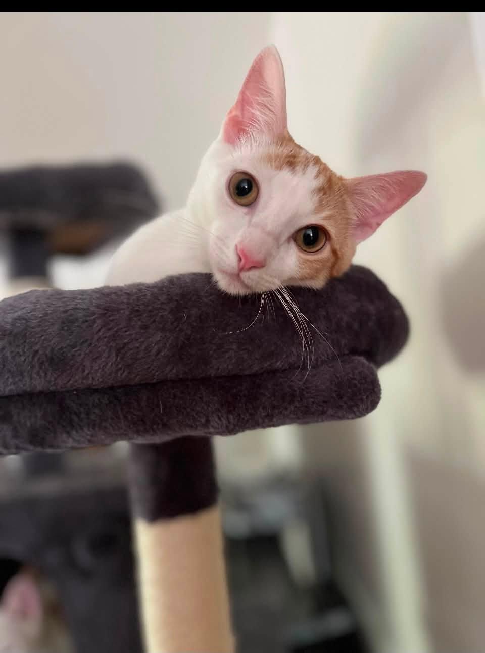 Enlarge Apricot and Mango, an adoptable Domestic Short Hair in Glendale, NY image 6/6