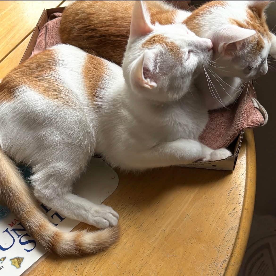 Apricot and Mango, Adoptable, Kitten Male Domestic Short Hair.