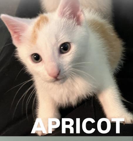 Enlarge Apricot and Mango, an adoptable Domestic Short Hair in Glendale, NY image 4/6