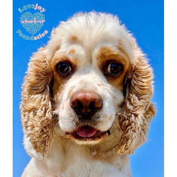 Snoopy COH, an adopted Cocker Spaniel in Inglewood, CA image 2/2
