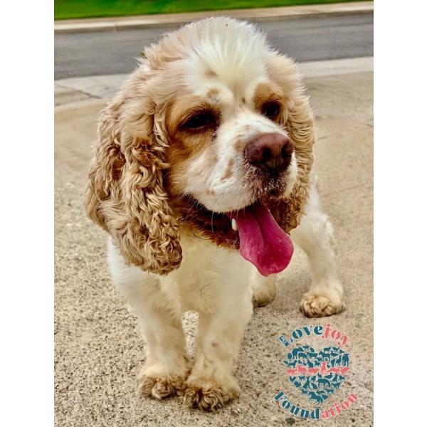 Snoopy COH, adopted, Young Male Cocker Spaniel.
