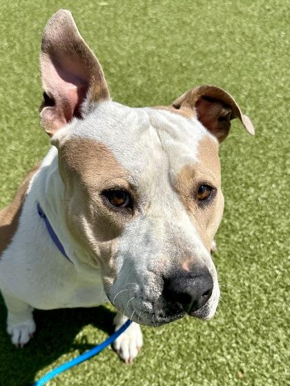 Enlarge Ham, a Adoptable mixed breed in Wichita, KS image 2/3