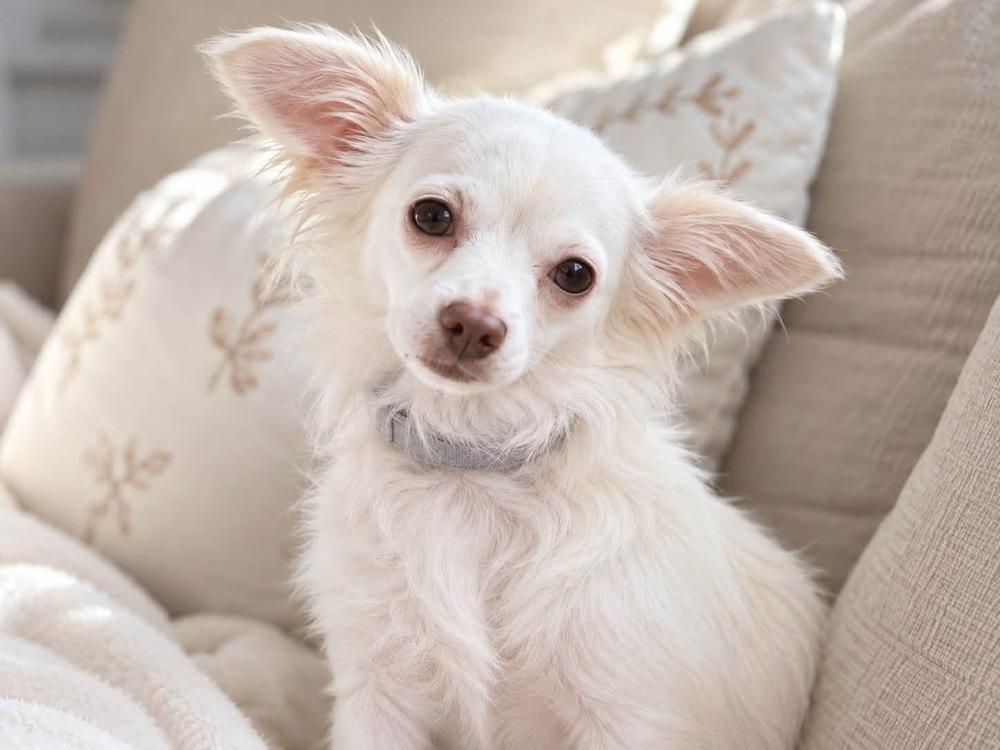 Enlarge Gemma, a Adoptable mixed breed in Saugus, MA image 5/5