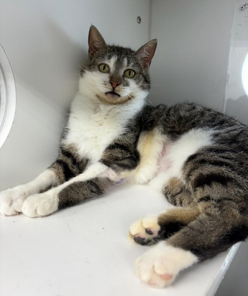 Enlarge Imara ~ $0 Adoption Fee!!, a Adoptable Domestic Short Hair in Rochester, IN image 1/1