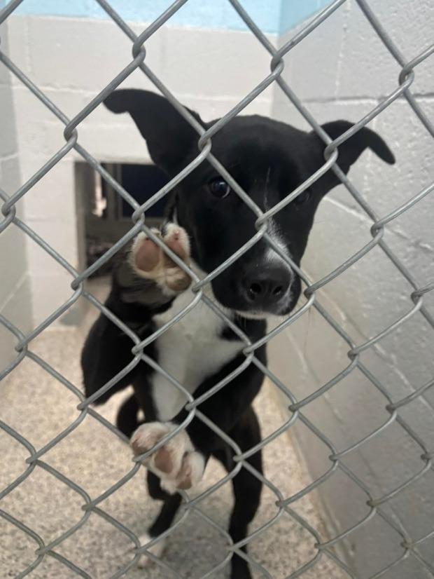 Roxy, Adopted, Puppy Female Border Collie.