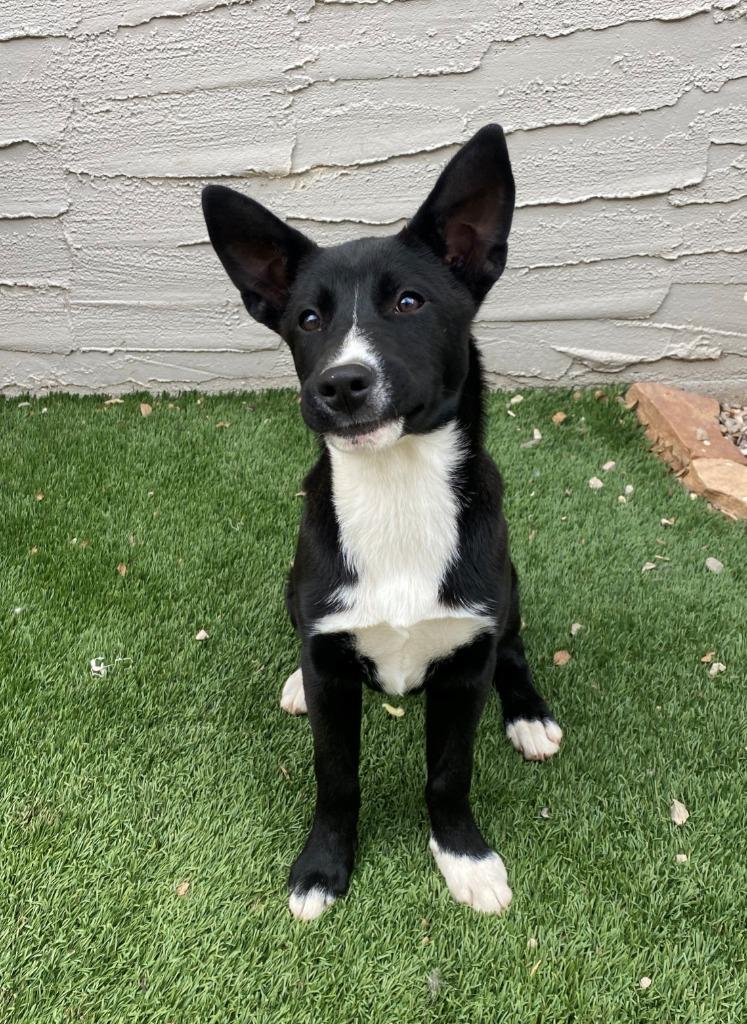 Roxy, a Adopted mixed breed in Chino Valley, AZ image 3/4