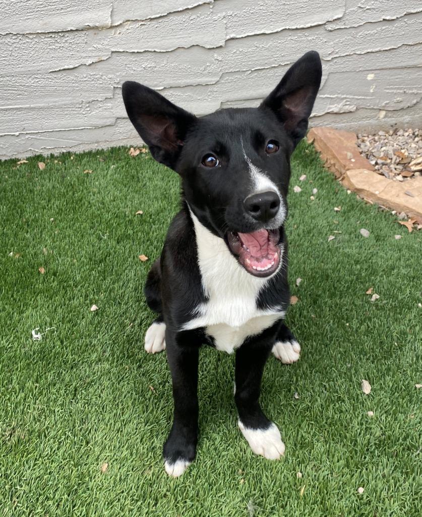 Roxy, a Adopted mixed breed in Chino Valley, AZ image 4/4