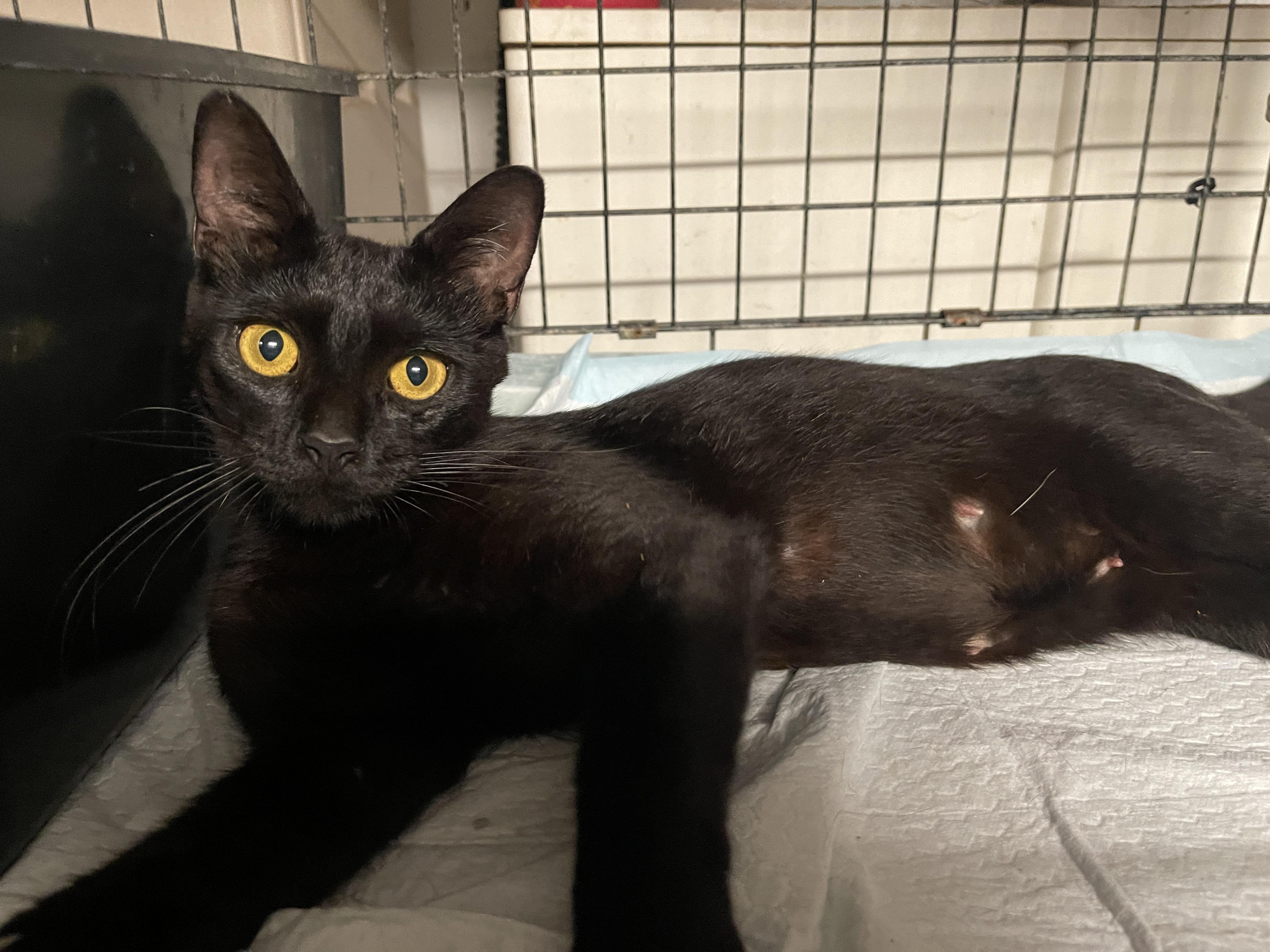 Enlarge Serena Joy, a Adoptable Domestic Short Hair in Intercession city , FL image 3/3