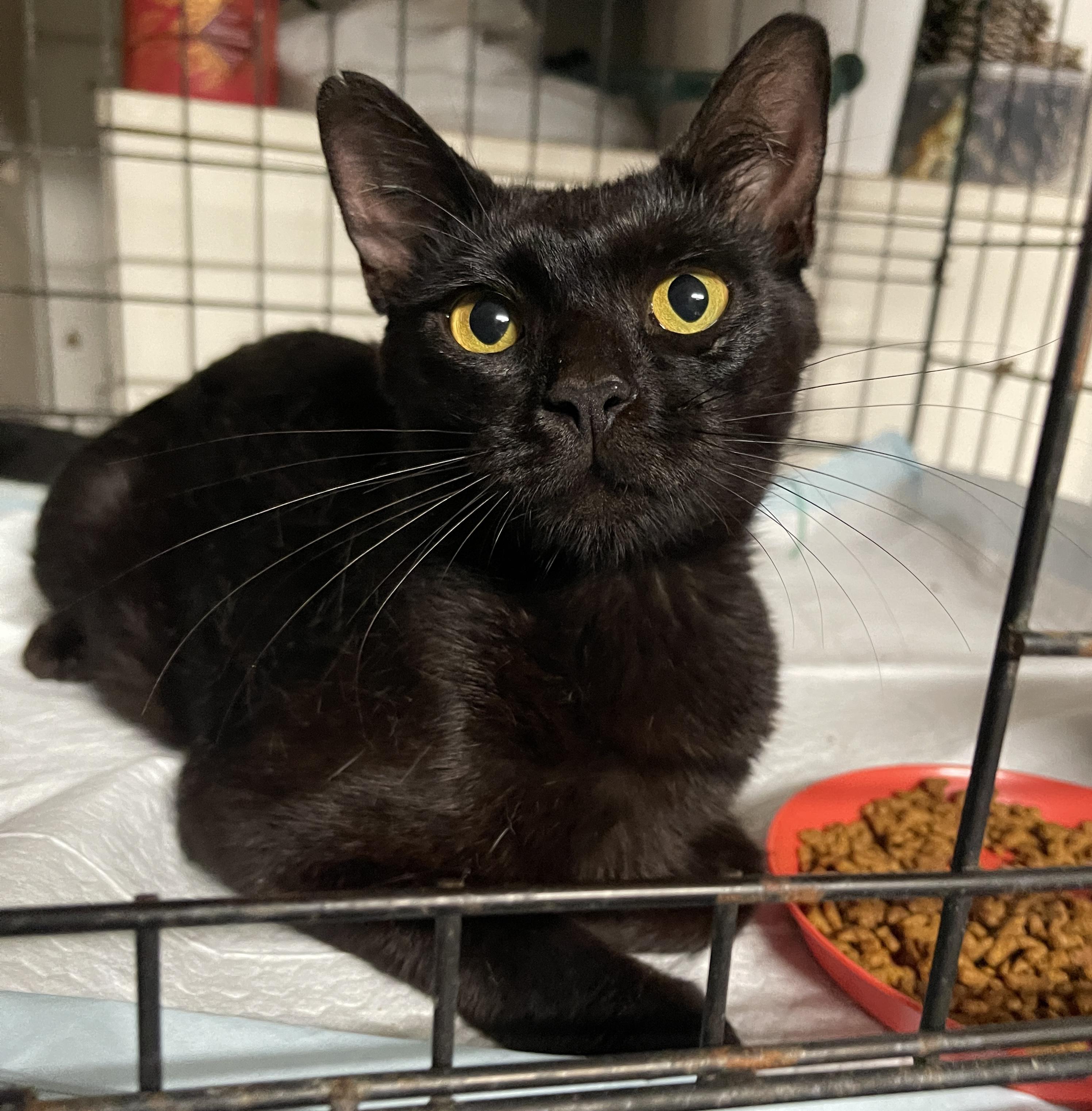 Enlarge Serena Joy, a Adoptable Domestic Short Hair in Intercession city , FL image 1/3
