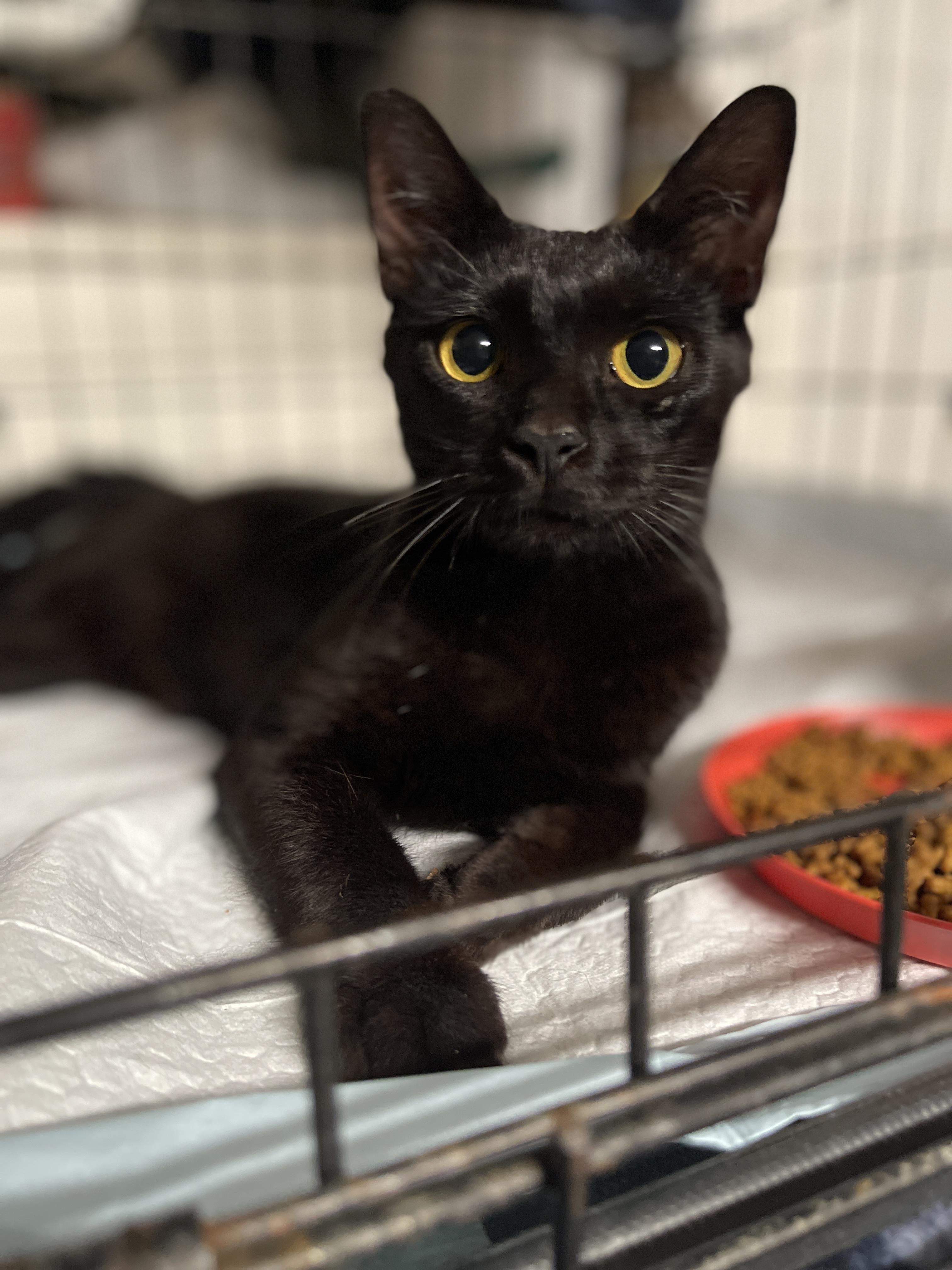 Enlarge Serena Joy, a Adoptable Domestic Short Hair in Intercession city , FL image 2/3