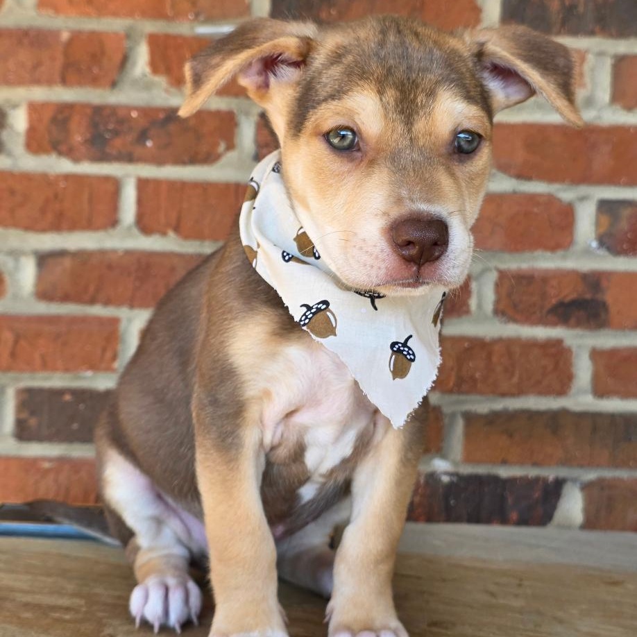 Enlarge Braeburn, a Adopted Mixed Breed in Phenix City, AL image 3/4