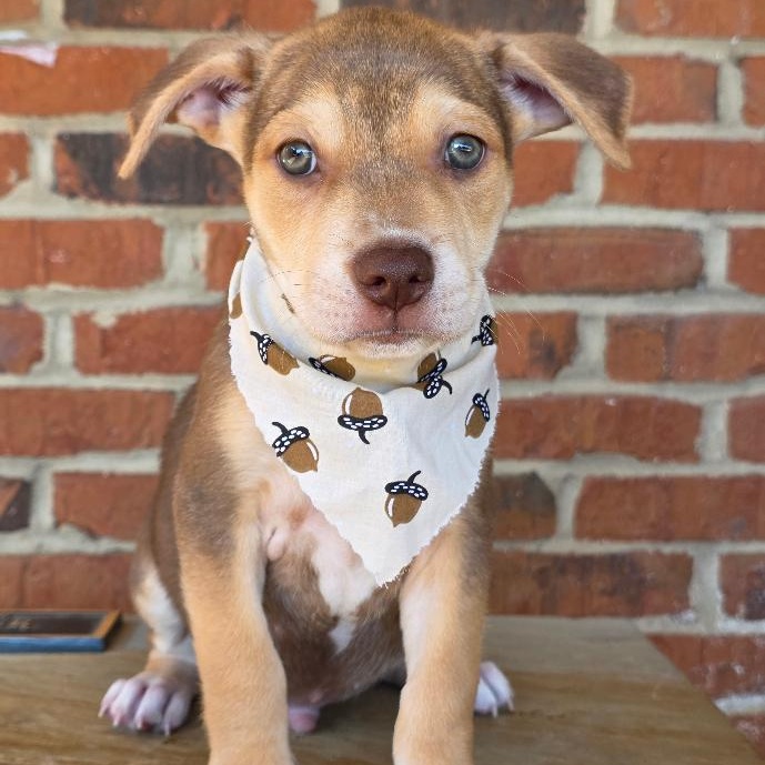 Enlarge Braeburn, a Adopted Mixed Breed in Phenix City, AL image 4/4