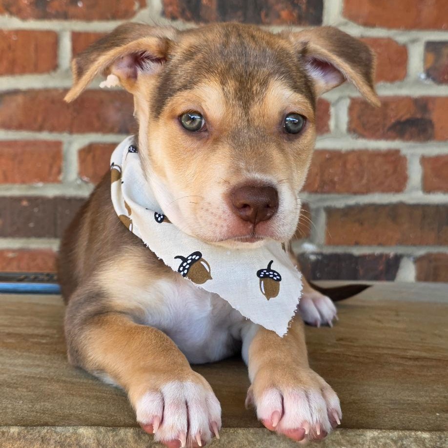 Enlarge Braeburn, a Adopted Mixed Breed in Phenix City, AL image 2/4