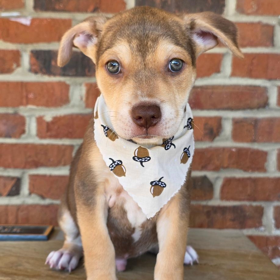 Enlarge Braeburn, a Adopted Mixed Breed in Phenix City, AL image 1/4