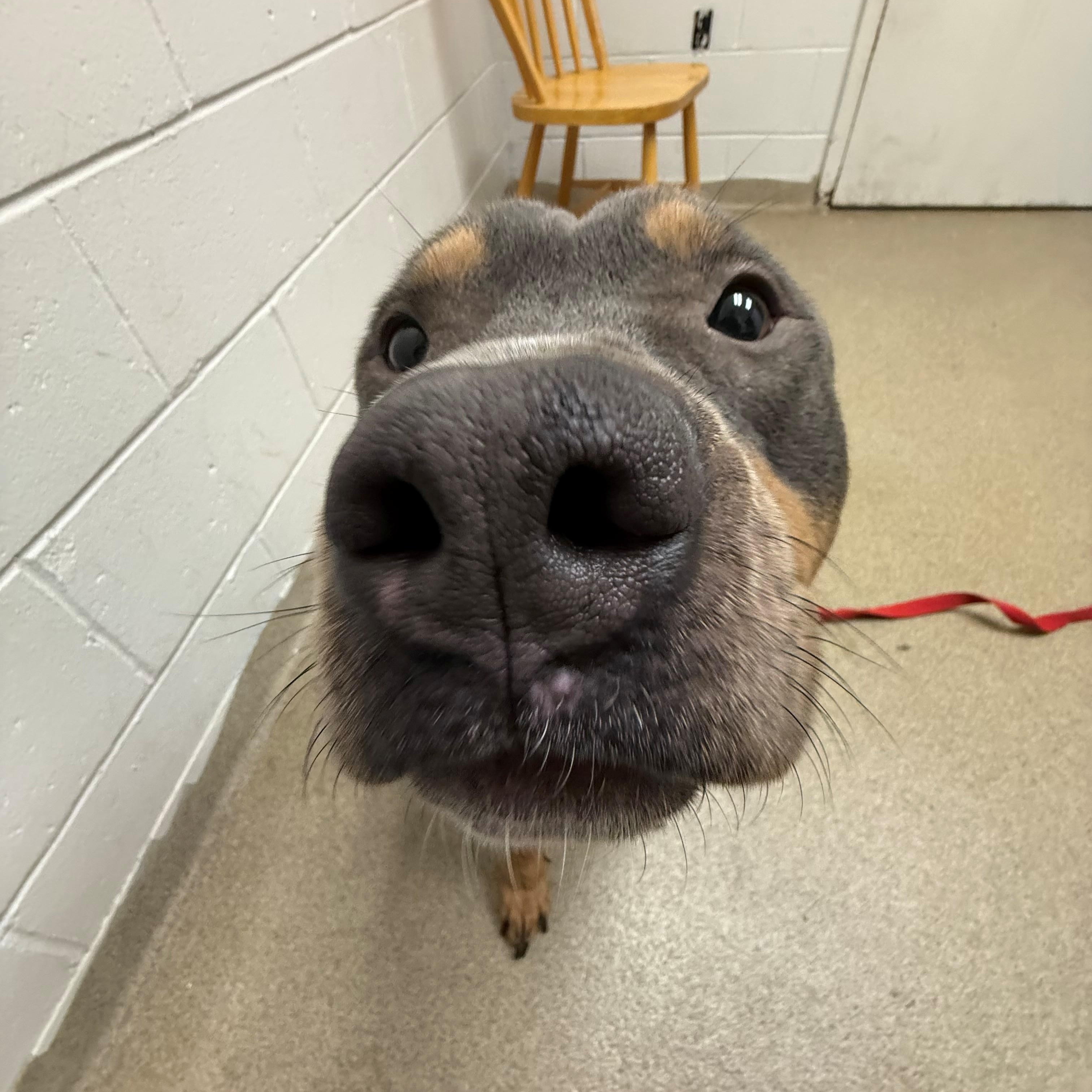 Enlarge Mallomar, a ADOPTABLE Pit Bull Terrier in East Northport, NY image 2/3