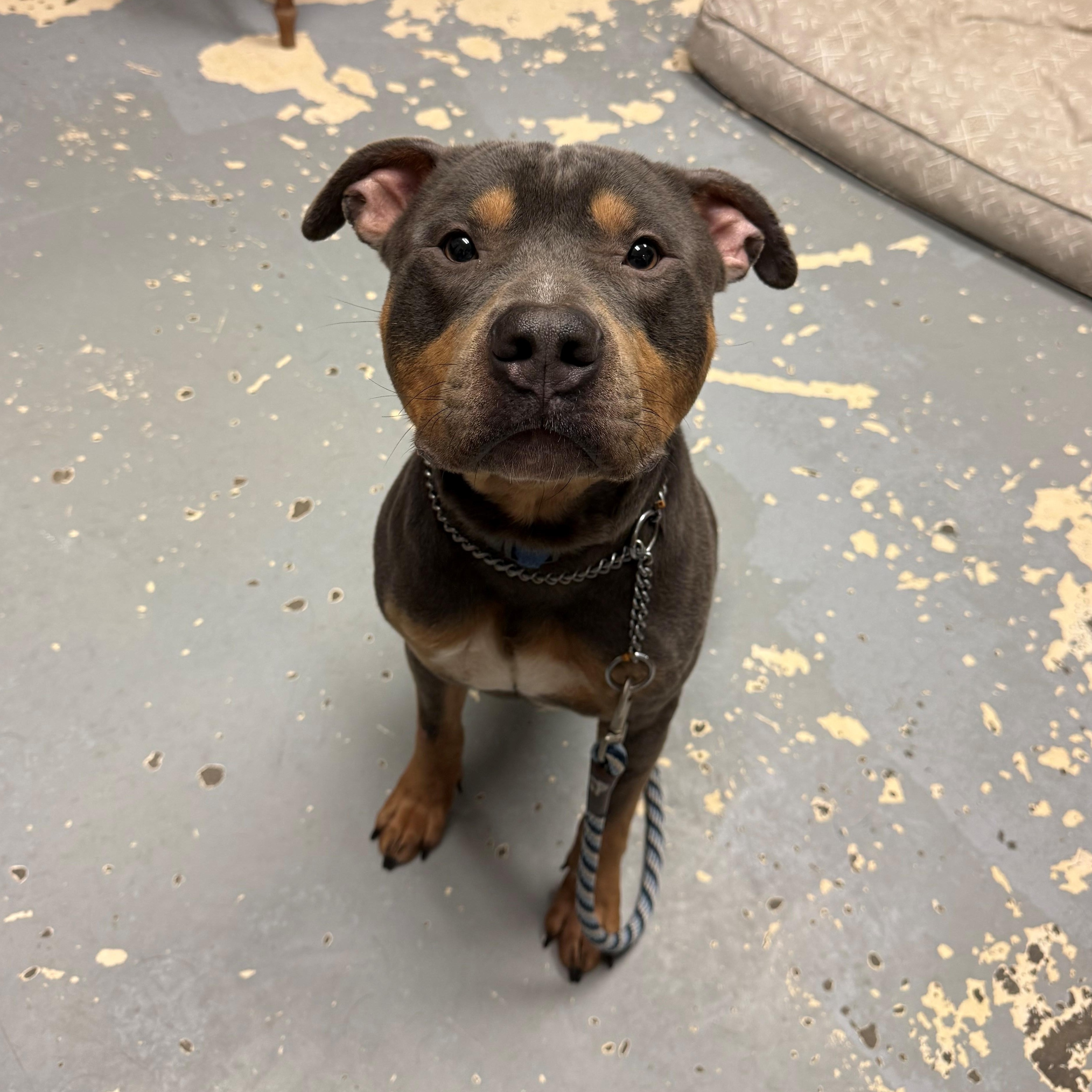 Enlarge Mallomar, a ADOPTABLE Pit Bull Terrier in East Northport, NY image 1/3