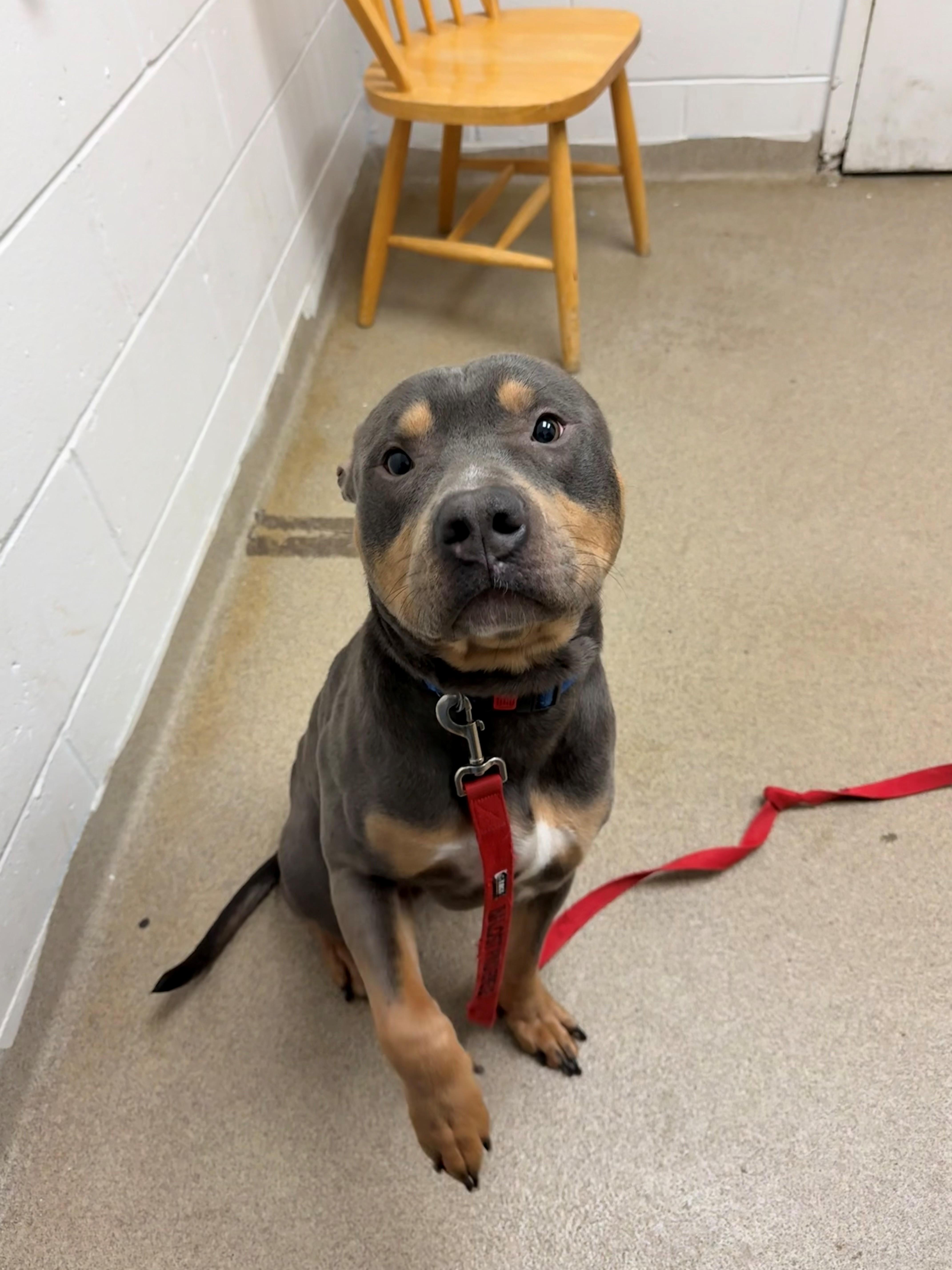 Enlarge Mallomar, a ADOPTABLE Pit Bull Terrier in East Northport, NY image 3/3
