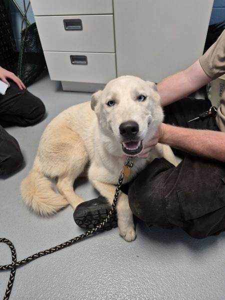 Enlarge Ic-17 Lily Boo, a Adoptable mixed breed in Lawrenceville, GA image 1/1