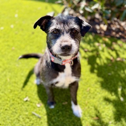 Enlarge Tarah, a Adoptable Mixed Breed in Houston, TX image 1/6