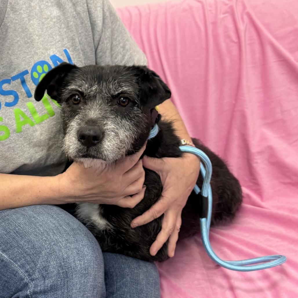 Enlarge Tarah, a Adoptable Mixed Breed in Houston, TX image 1/1