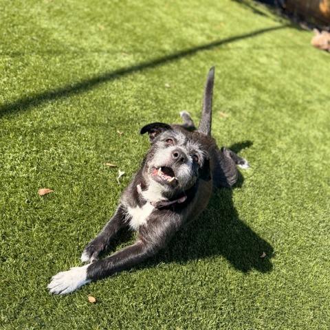 Enlarge Tarah, a Adoptable Mixed Breed in Houston, TX image 2/6