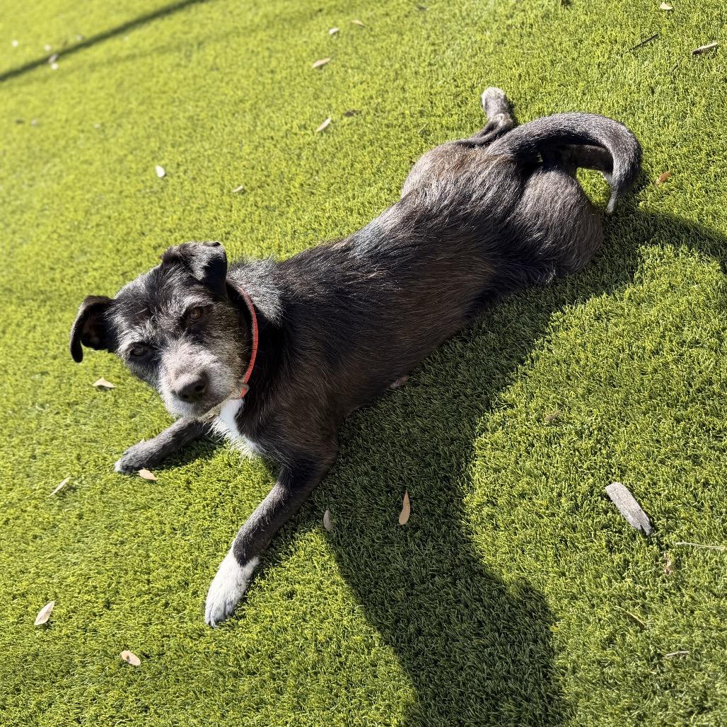 Enlarge Tarah, a Adoptable Mixed Breed in Houston, TX image 3/6